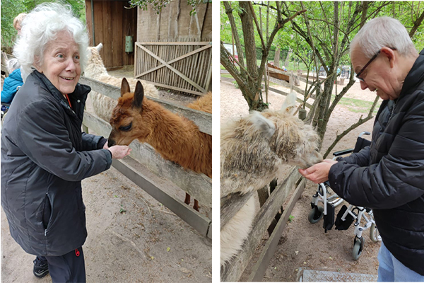 Zwei ältere Personen füttern Lamas oder Alpakas hinter einem Zaun.