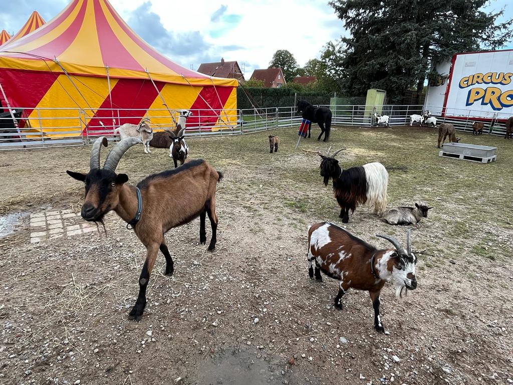 Verschiedene Ziegen und ein Pferd auf einer Wiese vor einem bunten Zirkuszelt