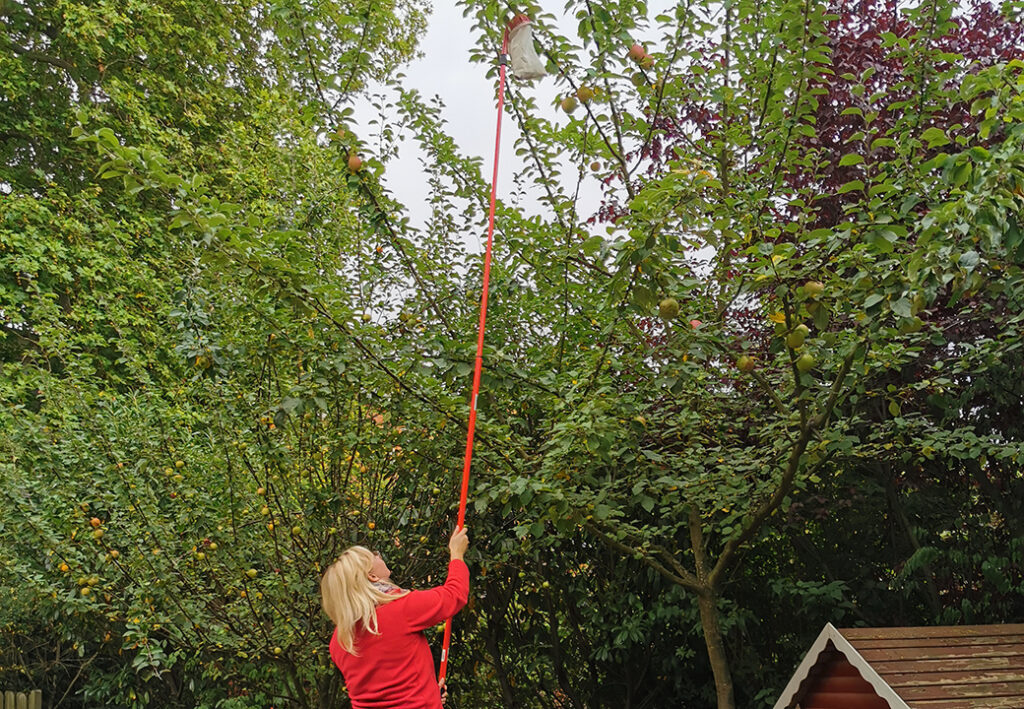 Frau erntet Äpfel mit einem langen Stab von einem Baum.