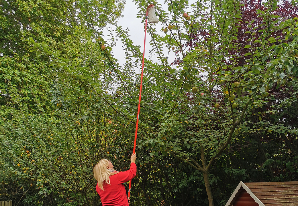 Frau erntet Äpfel mit einem langen Stab von einem Baum.