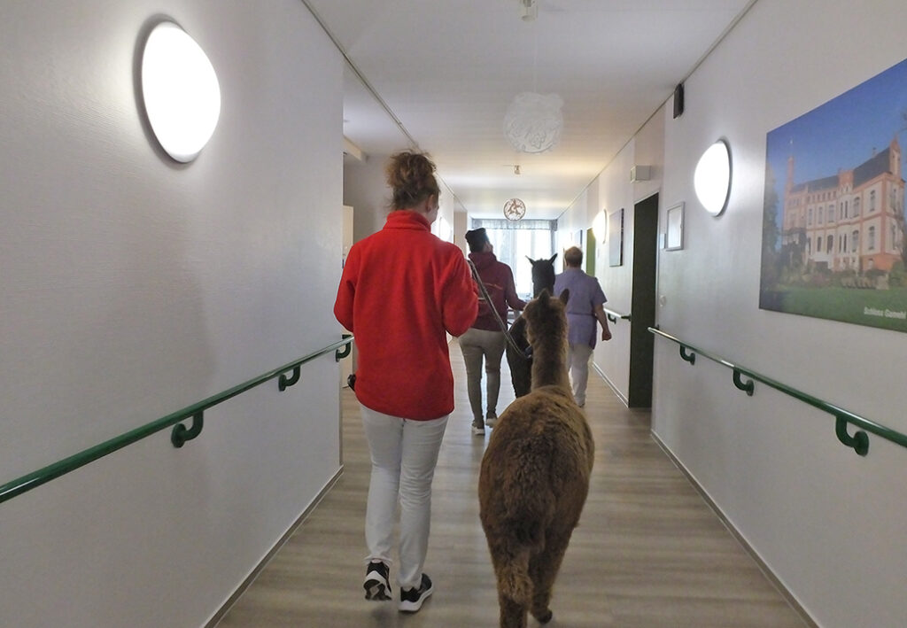 Personen und ein Alpaka gehen durch einen Flur.