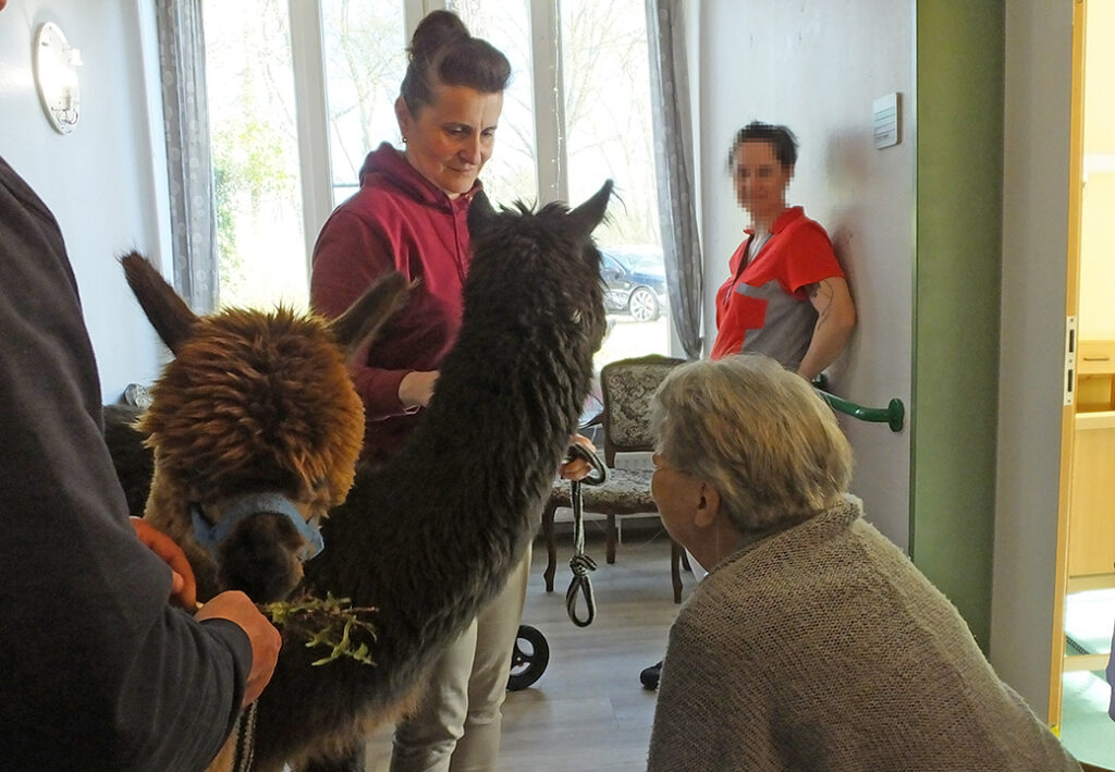 Eine Pflegesituation mit Alpakas in einem Raum mit Menschen.