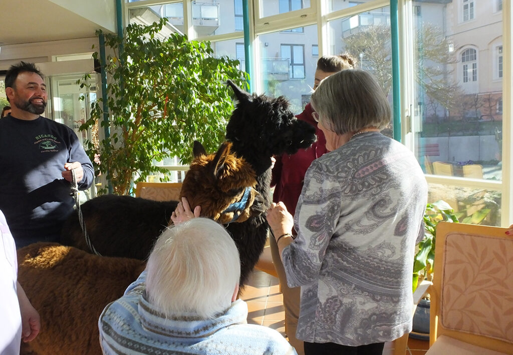 &Auml;ltere Menschen streicheln Alpakas in einem Innenraum mit Pflanzen.