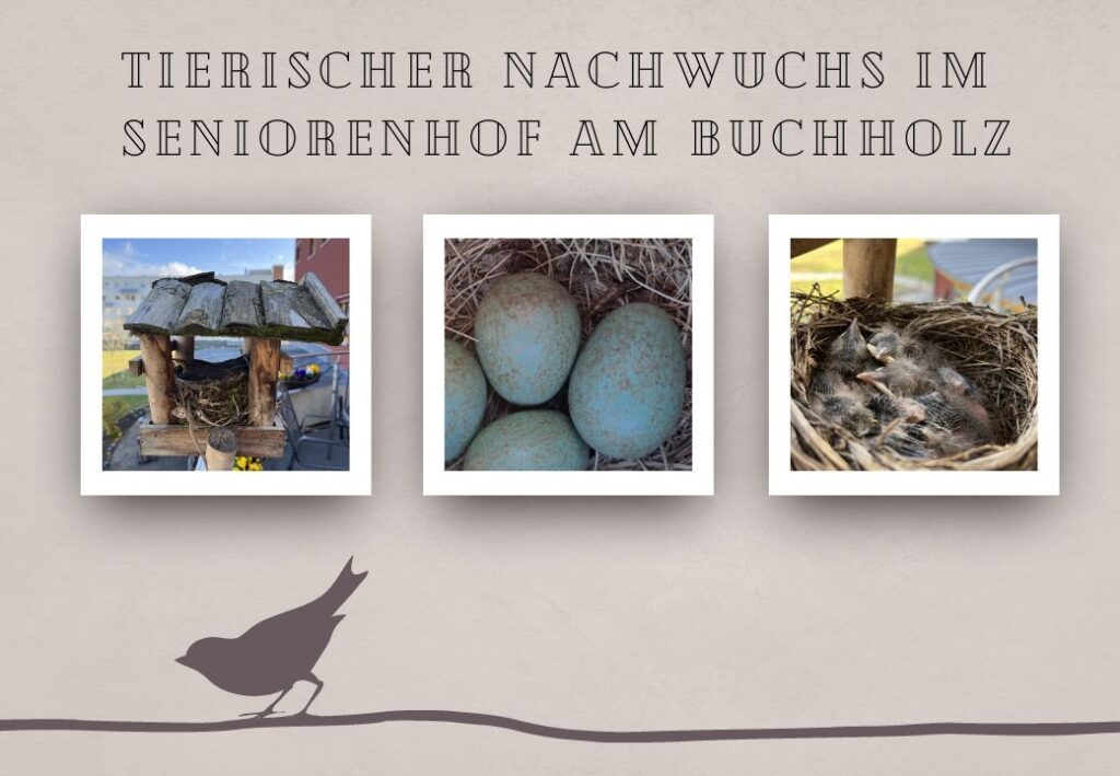 Eine Collage zeigt ein Vogelhäuschen, Vogeleier und Küken im Nest.