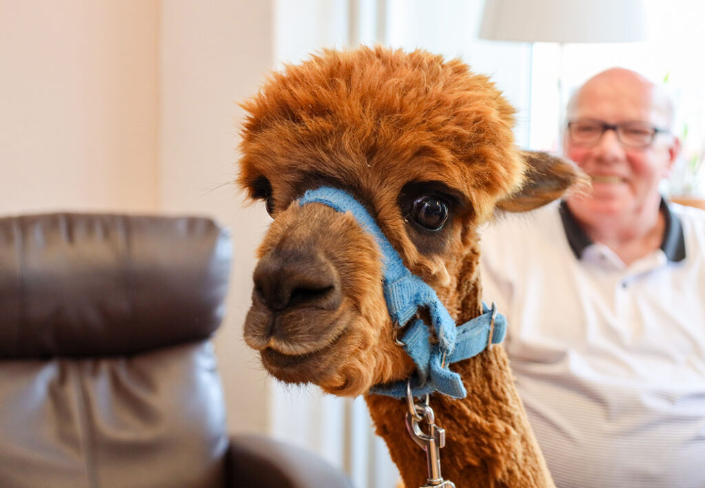 Alpaka mit blauem Halfter neben sitzendem Mann