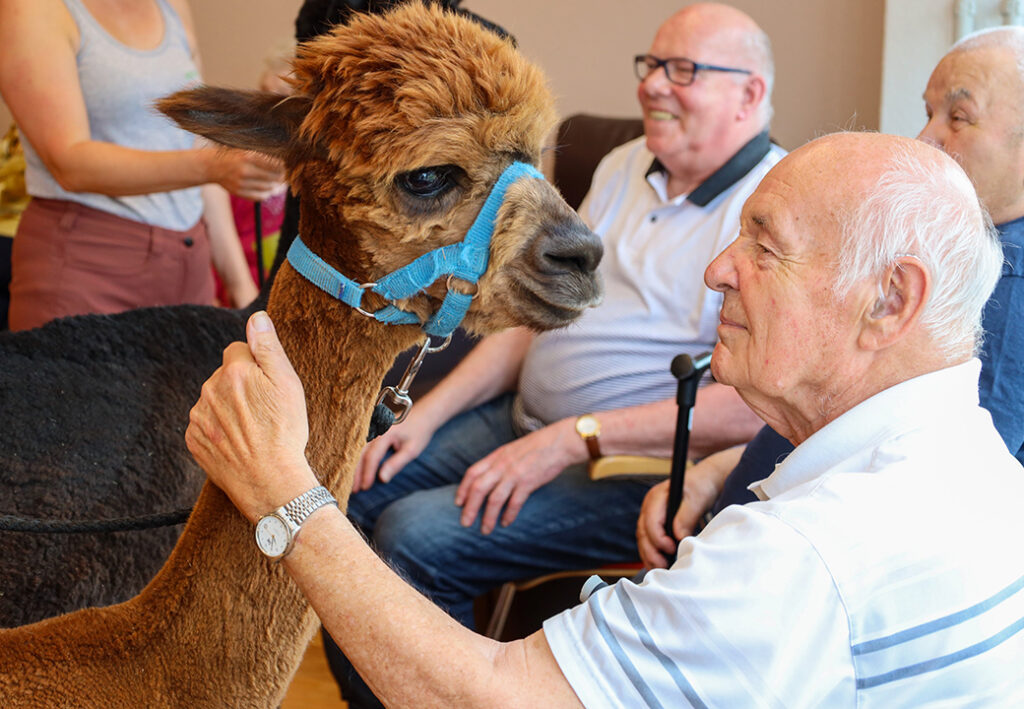Freundliches Treffen eines Alpakas und eines &auml;lteren Mannes