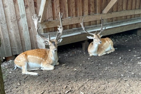 Zwei Rehböcke mit großen Geweihen sitzen in einem Verschlag.