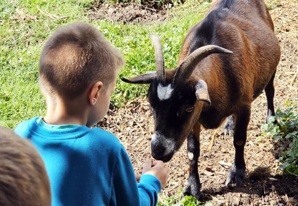 Ein Kind füttert eine kleine Ziege