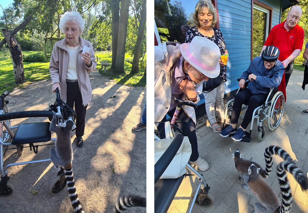 Senior citizens interacting with lemurs outdoors