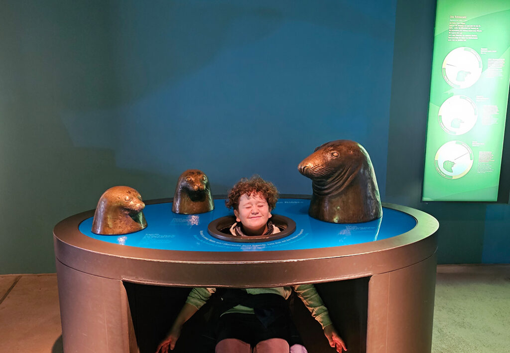 Kind in einem interaktiven Museumsexponat mit Robbenfiguren.
