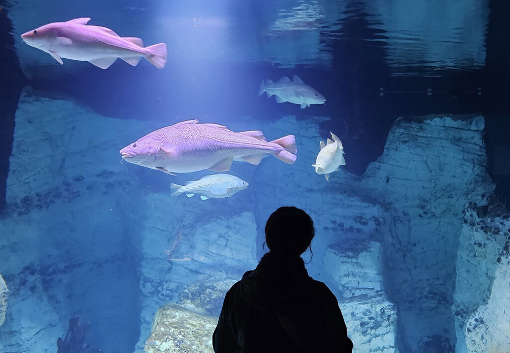 Silhouette einer Person vor einem Aquarium mit verschiedenen Fischen.