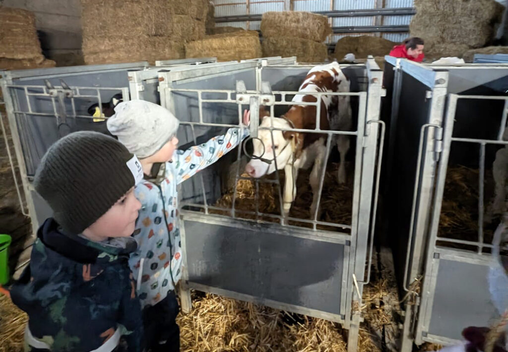 Kinder in einem Stall streicheln ein Kalb
