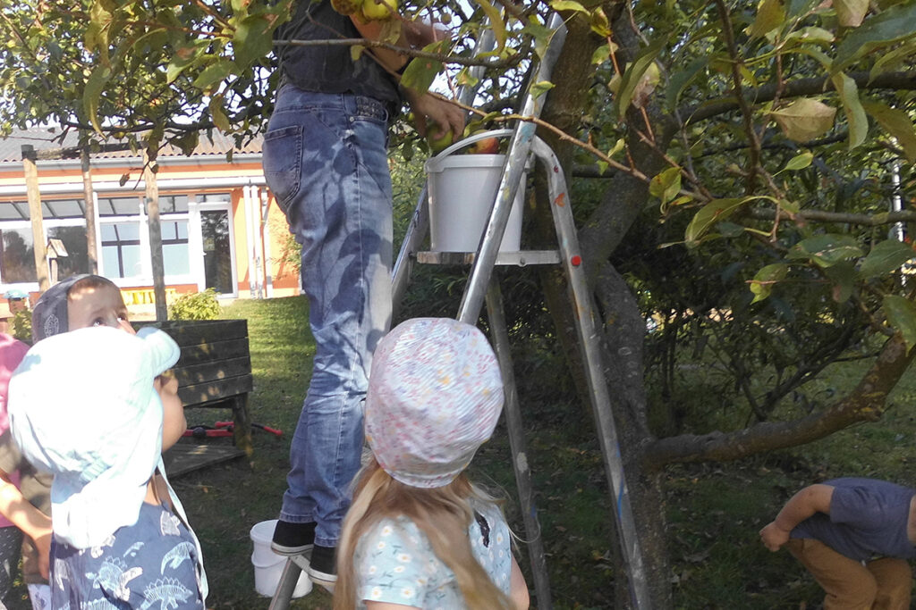 Erwachsener steht auf einer Leiter beim Pfl&uuml;cken von &Auml;pfeln, w&auml;hrend Kinder zuschauen.