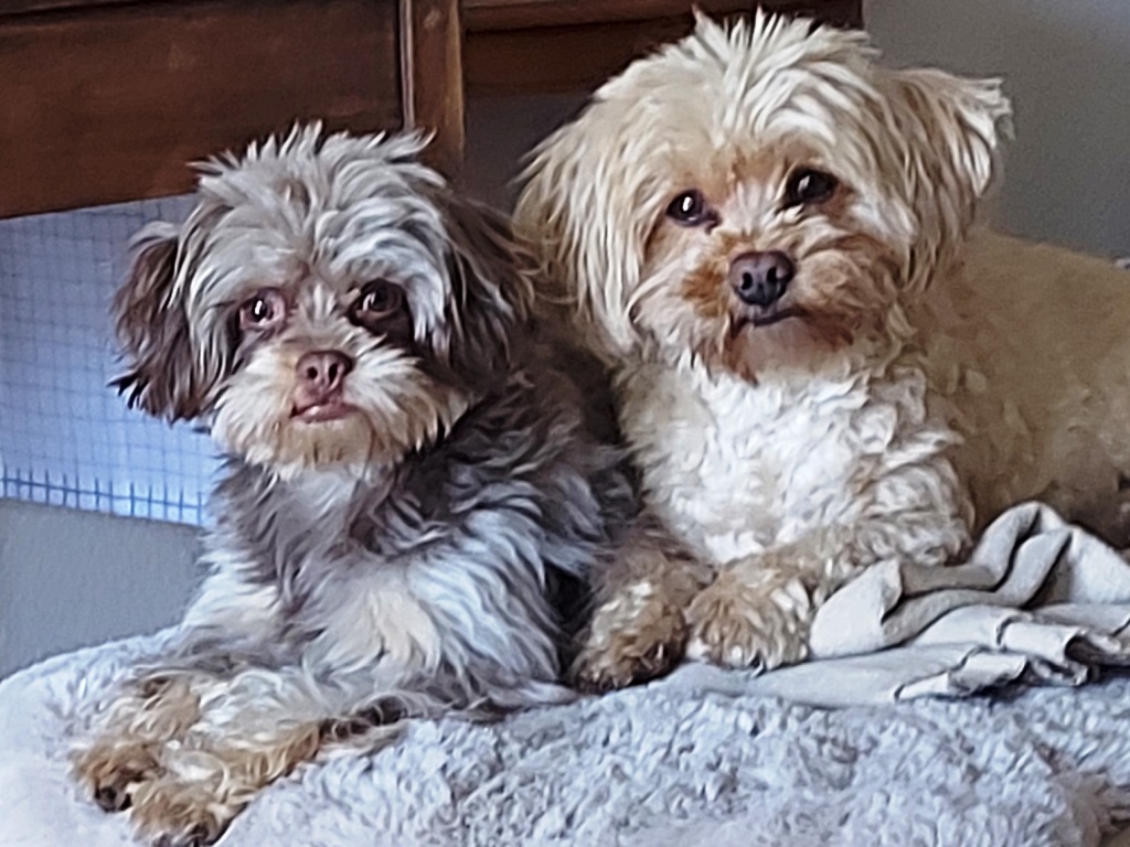 Zwei kleine Hunde auf einer Decke