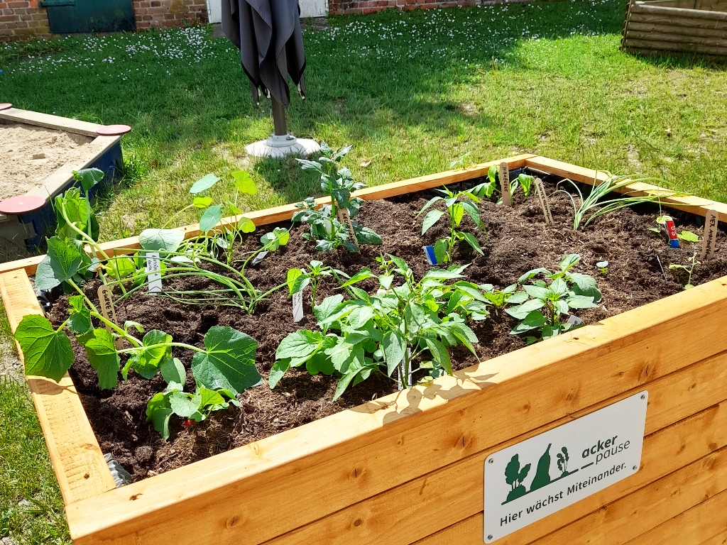 Hochbeet im Freien mit verschiedenen Pflanzen