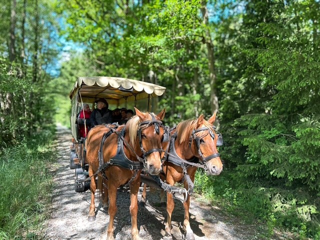 Pferdekutsche im Wald