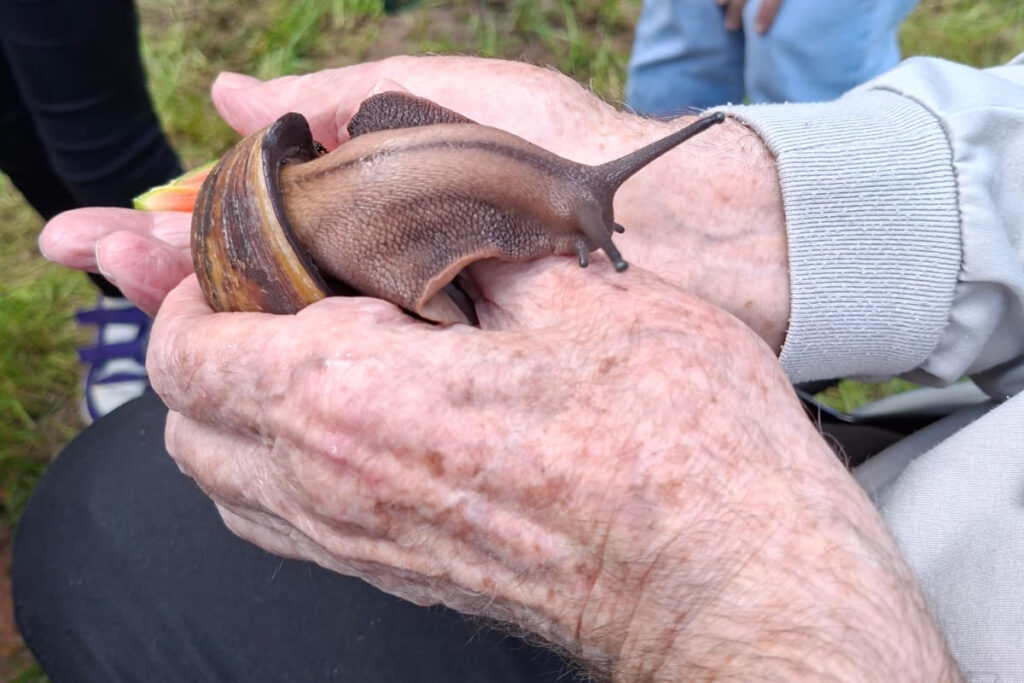 Eine afrikanische Riesenschnecke wird von einer &auml;lteren Person gehalten.