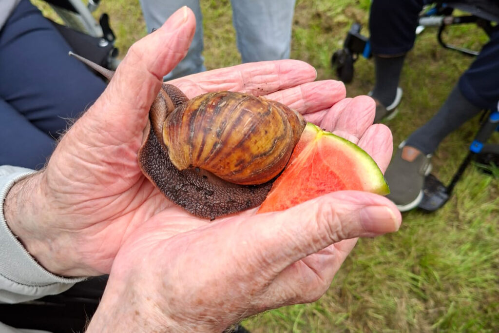 Eine gro&szlig;e Schnecke auf einer Melonenscheibe in den H&auml;nden einer Person