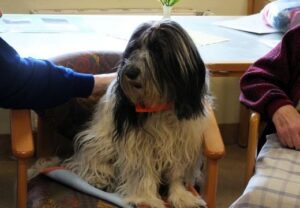 Ein kleiner Hund mit zotteligem, schwarz-weißem Fell sitzt auf einem Stuhl zwischen zwei Personen.