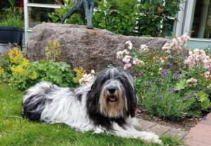 Ein schwarz-weißer Hund, der auf einer Wiese vor einem Blumenbeet liegt.
