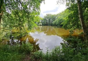 Ein kleiner, ruhiger Teich umgeben von üppigen grünen Bäumen.